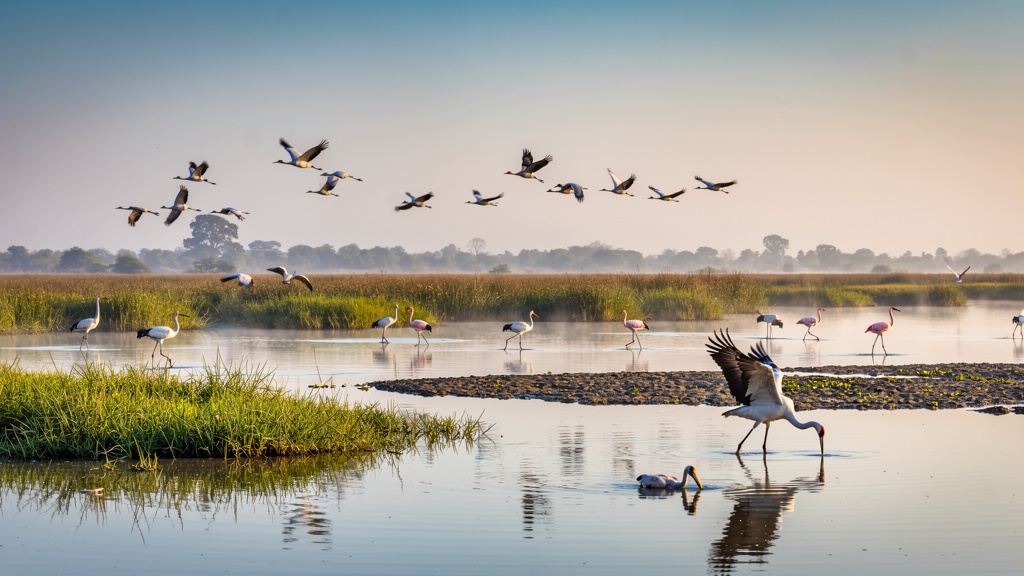 Wetland scenery near Dholera with reflective water and migratory birds in Gujarat